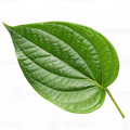 Betel Leaf